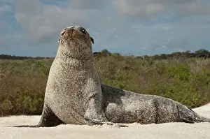 Sealion: Galapagos Sealion (Zalophus wollebaeki)