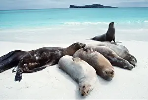 Contentment: GALAPAGOS SEALIONS