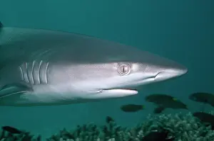 Galapagensis: Galapagos SHARK