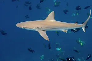 Pete: Galapagos Shark (Carcharhinus galapagensis)
