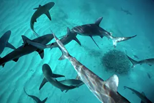 Galapagensis: Galapagos Shark - Sharks congregate in lagoon expecting