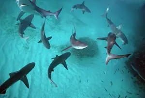 Galapagensis: Galapagos SHARKS - many congregate in the lagoon