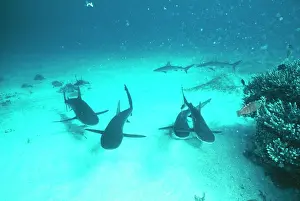 Galapagensis: GALAPAGOS SHARKS - Group swimming