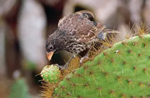 Darwins: Galapagos Sharp-beaked Ground Finch - on cactus