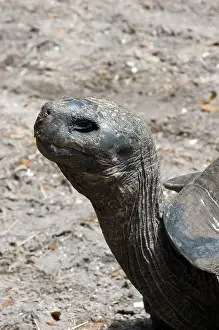 Elephantopus: Galapagos Tortoise