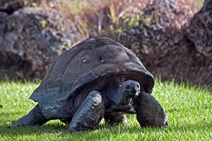 Chelonoidis: Galapagos Tortoise