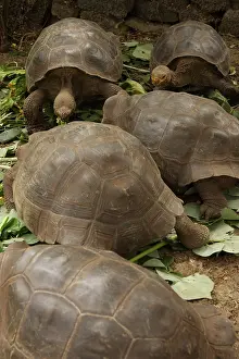 Elephantopus: Galapagos Tortoises