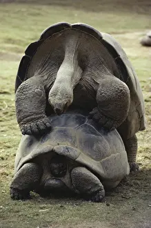 Geochelone: Galapagos Tortoises Mating