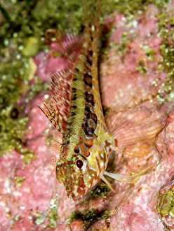 Lea Lee: Galapagos Triplefin Blenny
