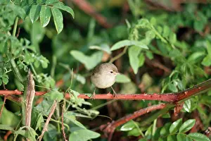 Olivacea: Galapagos / Warbler FINCH