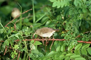 Olivacea: Galapagos / Warbler FINCH - with caterpillar in beak
