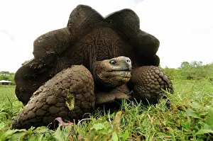 Galpagos: Galcpagos Giant Tortoise