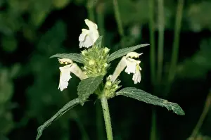 John Mason: Galeopsis segetum