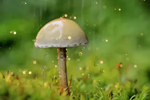 Flash: Galerina
