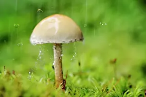 Flash: Galerina