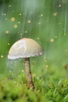 Flash: Galerina