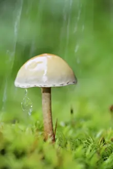 Marginata: Galerina