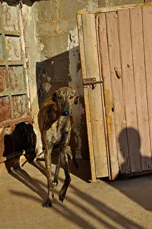 Master: Galgo cautiously out of his kennel at the call of his master