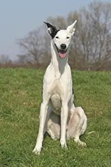 Galgo: Galgo Espanol Podenco hybrid, sitting on a meadow