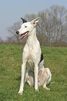 Galgo: Galgo Espanol Podenco hybrid, sitting on a meadow