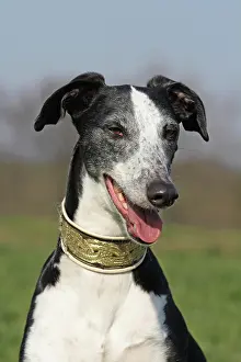 Galgo: Galgo Espanol, portrait Galgo Espanol, Portr&, x4d2c;