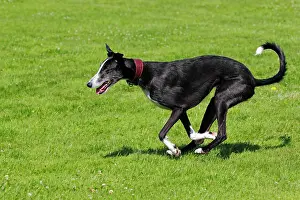 300517: Galgo Espanol, Spanish Galgo, Spanish Greyhound