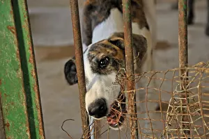 Greyhound: Galgo female biting the bars of his enclosure