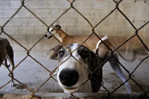 Greyhound: Galgo female behind a fence in Spain