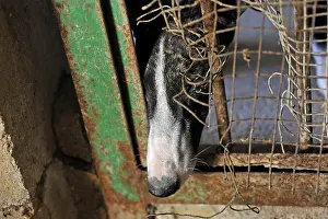 Greyhound: Galgo from female head under the fence of his enclosure