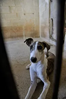 Greyhound: Galgo female lying behind the bars of his enclosure
