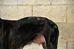 Greyhound: Galgo female with old wounds on the side Spain
