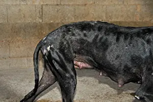 Greyhound: Galgo female with wounds on the side Spain