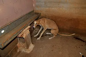 Greyhound: Galgo huddled frightened in his kennel Spain