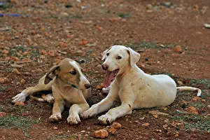 Greyhound: Galgo puppies aged 2 months lay in their enclosures Spain