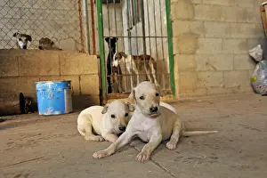 Greyhound: Galgo puppies one week and Galgos locked in a shed Spain