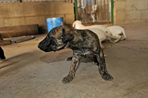 Greyhound: Galgo puppies a week in a hangar Spain