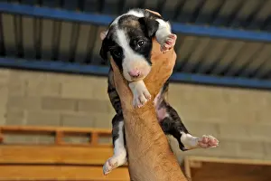 Greyhound: Galgo puppies one week old hand-held Spain