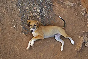 Greyhound: Galgo puppy aged 2 months lay on a roasting Spain