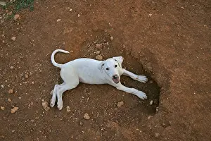 Greyhound: Galgo puppy aged 2 months lay Spain