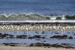 Disasters: Galicia Oil Spill
