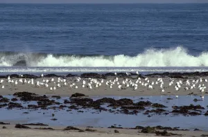 Disasters: Galicia Oil Spill
