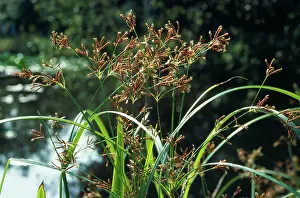 Cyperus: Galingale