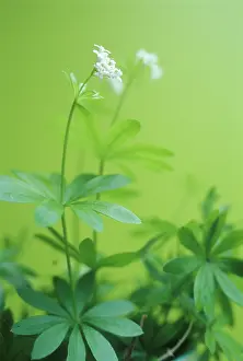 Weak: Galiumodoratum