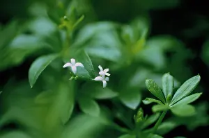 Woodruff: Galiumodoratum, Woodruff, Sweet Woodruff