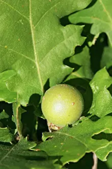 Gall: Gall
