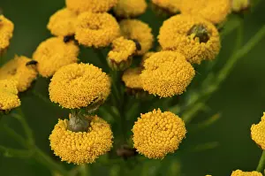 Tansy: Gall from Gall midge (Rhopalomyia tanaceticola)
