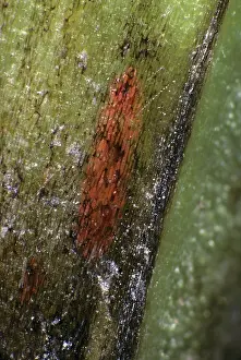 Bean: Gall midge under epidermis of field bean stem