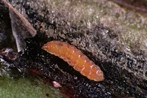 Faba: Gall midge (Reseliellia sp.)