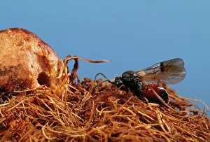 Gall: Gall Wasp - adult leaving gall on wild rose plant