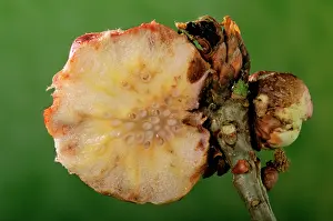 Gall: Gall Wasp - cross section